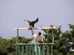 n� � Prague, cet Aigle chasseur a 1 an / France, Pyr�n�es Orientales, Valmy