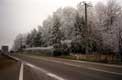 arbres gel�s le long de la route