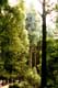 Touristes sous les Sequoia gants de Muir Woods