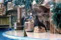 spectacle de phoques � Sea World / USA, San Diego