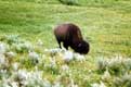 Bizon broute / USA, Wyoming, Yellowstone
