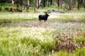 Orignal dans les hautes herbes / USA, Wyoming, Yellowstone