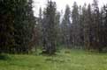 Neige sur la prairie ou broutent les biches / USA, Wyoming, Yellowstone