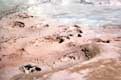 Traces d'animaux dans la boue du Geyser