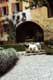 Petits chiens devant une Villa à Asolo / Italie, Asolo