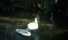 cygnes