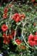Arbuste aux fleurs rouges / Italie, Circeo