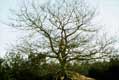 arbre mort