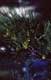 longues �pines
