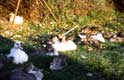 Famille de canards couchés dans l'herbe