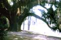 Arbre aux lourdes branches penchées / USA, Caroline du Sud, Charleston, Middleton Garden