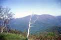 Arbre mort devant la vallée / USA, Virginie, Smokey Mountains, Blue Ridge Parkway, Shenandoah national park