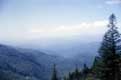 Sapin devant la forêt couvrant tout / USA, Virginie, Smokey Mountains, Blue Ridge Parkway, Shenandoah national park