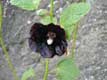 Rose Tremi�re noire