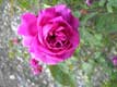 Rose de Damas / Belgique, Bouillon